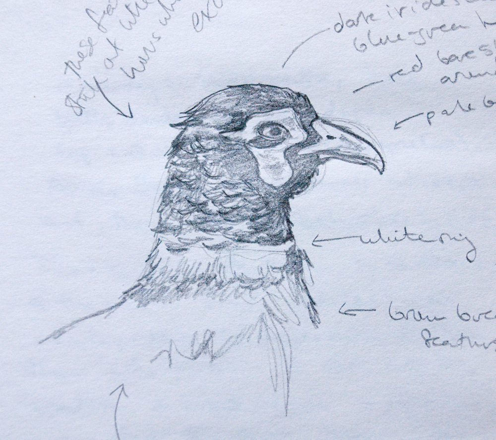 Anagram for Ink: Natural History Sketches: Pheasant