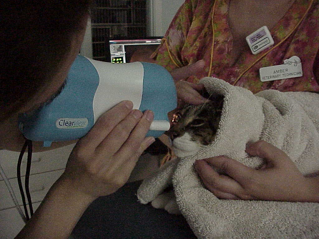 Exclusively Cats Veterinary Hospital Blog Feline Veterinary Clinical