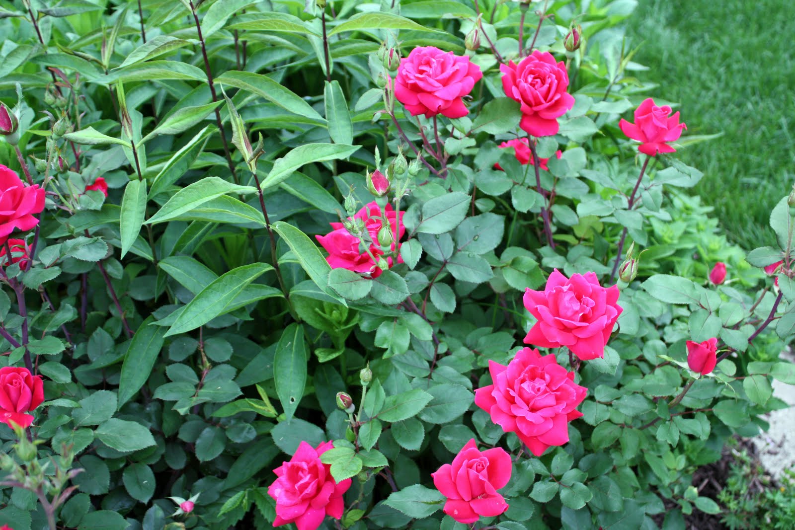 Gatsbys Gardens: Rose Fever