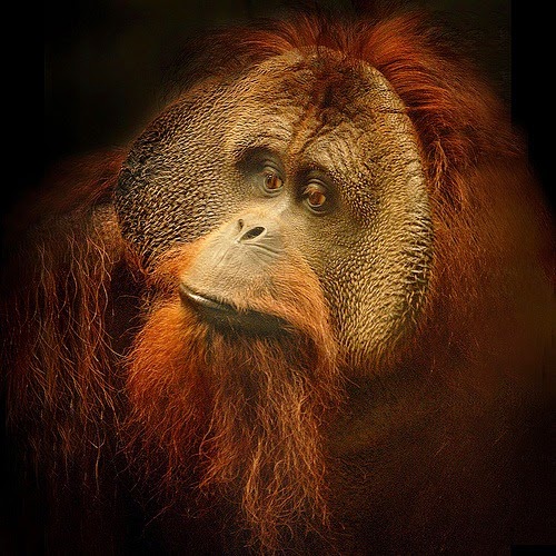 BIOLOGI GONZAGA: KLASIFIKASI VERTEBRATA