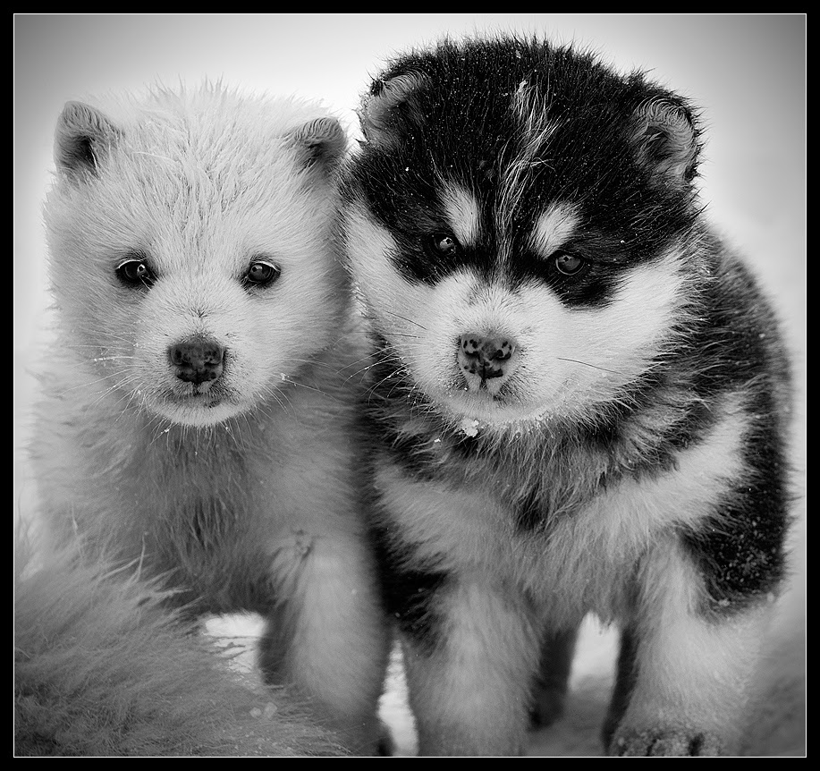 Banco de Imágenes Gratis 24 fotografías