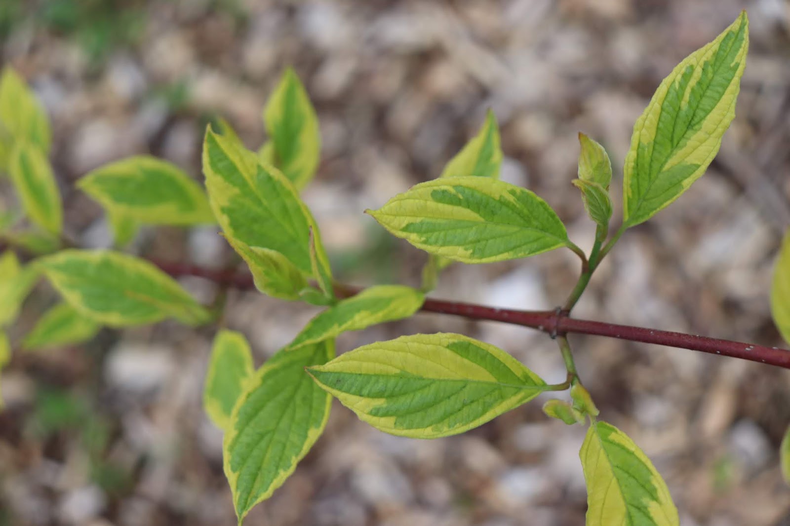 Dappled Willow Hedge