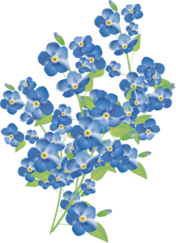 ForgetMeNot: forget me nots