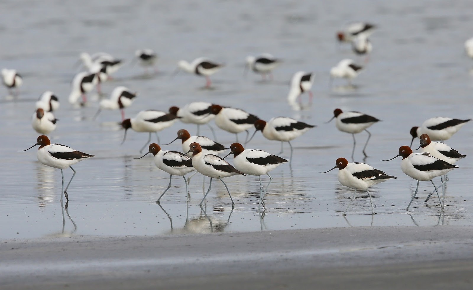 Avithera Banded Stilts and Rednecked Avocets