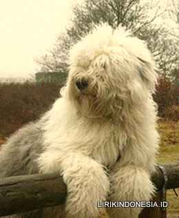 Lirik Lagu Shaggy Dog - Di Sayidan | Lirik Lagu Populer