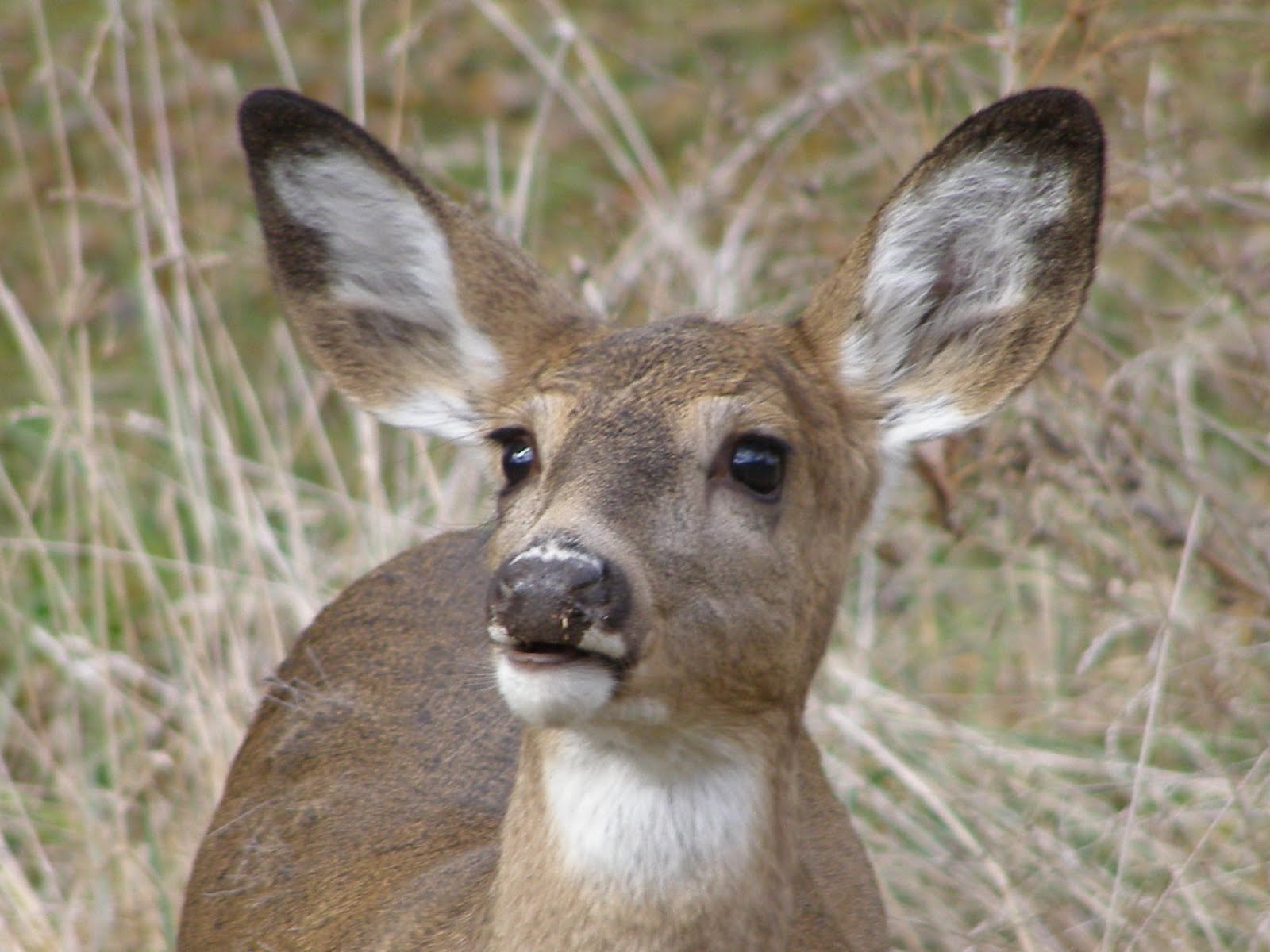 Blue Jay Barrens: A Deer with Many Faces
