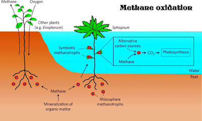 Methane oxidation