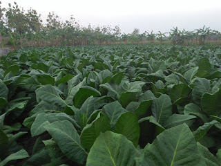 Areal tembakau yang berkembang pesat di Blora