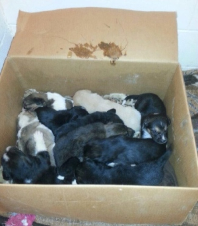 This Guy Stumbled Across A Box of Puppies In The Woods | My Crazy Email
