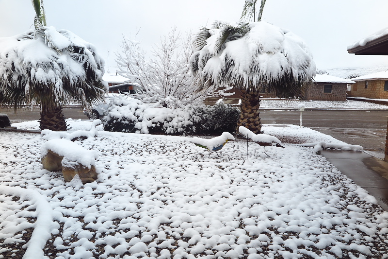 Carla's blog Four Inches of Snow in Alamogordo, New Mexico