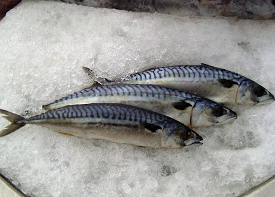 Mackerel Ice Fish Information Highlight