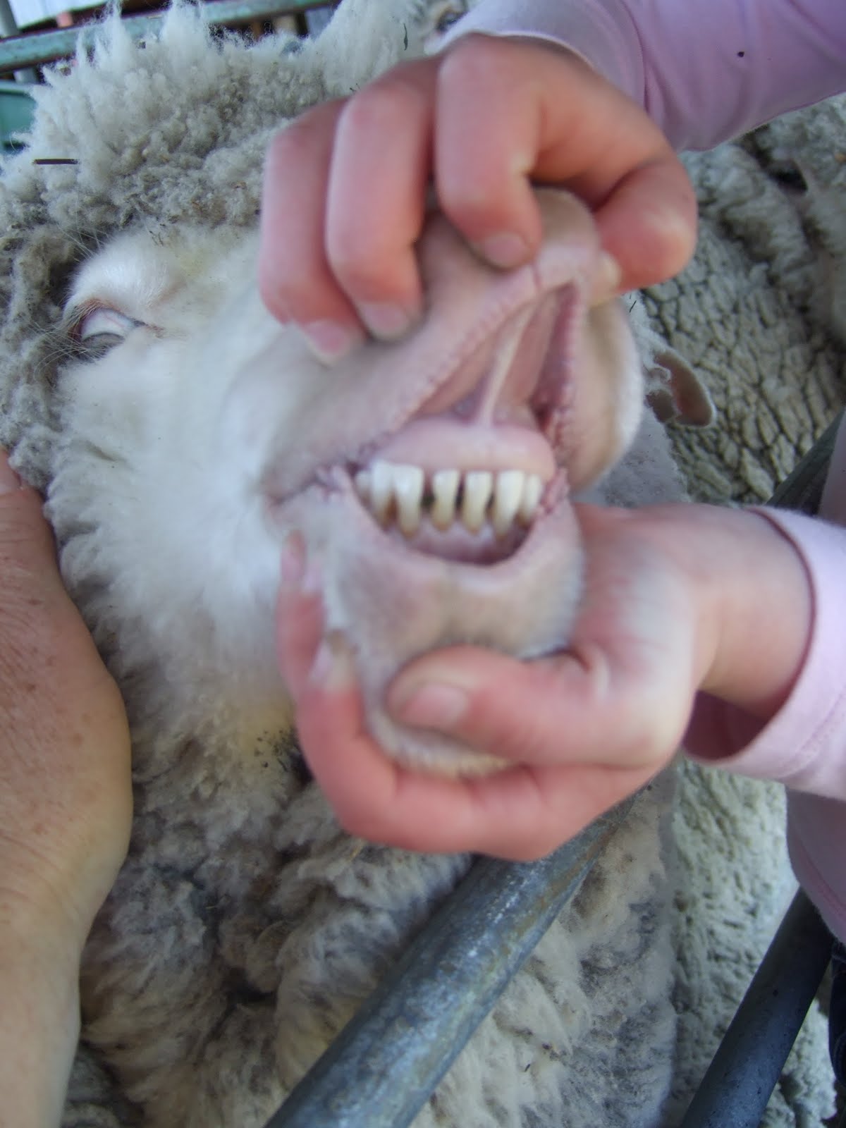 K T 's Farm Life: Inspection Time!