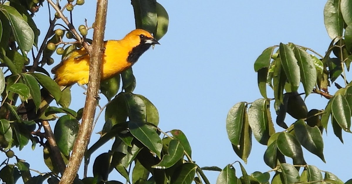 Bird & Travel Photos, Birding Sites, Bird Information MALE ORANGE