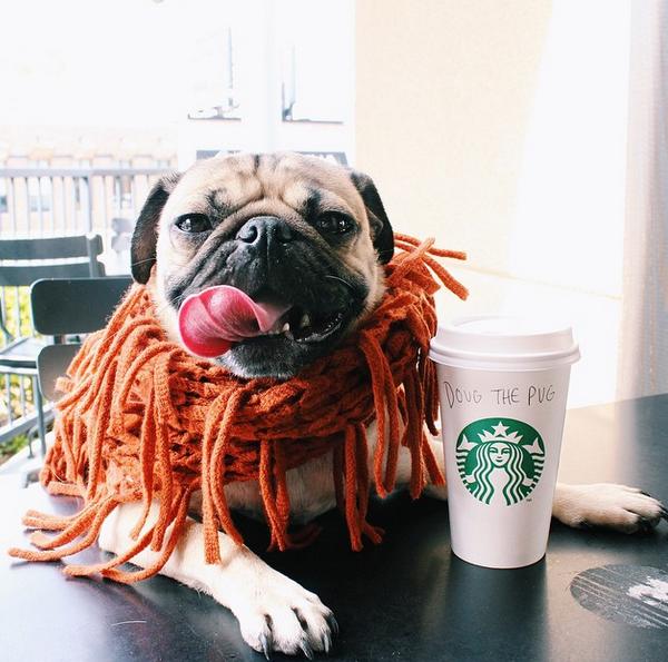 Chùm ảnh chú cún "cosplay" nổi tiếng trên Instagram