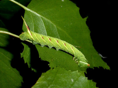 Mimas tiliae caterpillar Mimas tiliae caterpillar