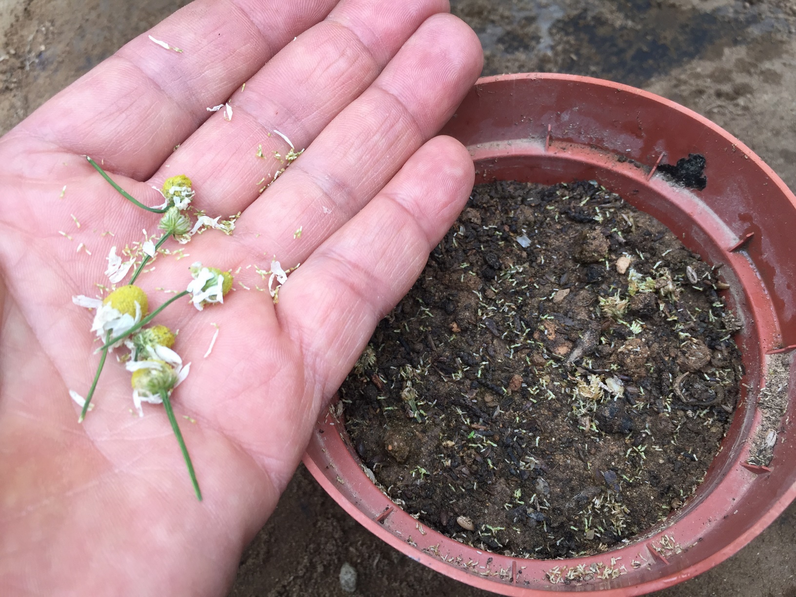 How to Grow Chamomile From seed indoors