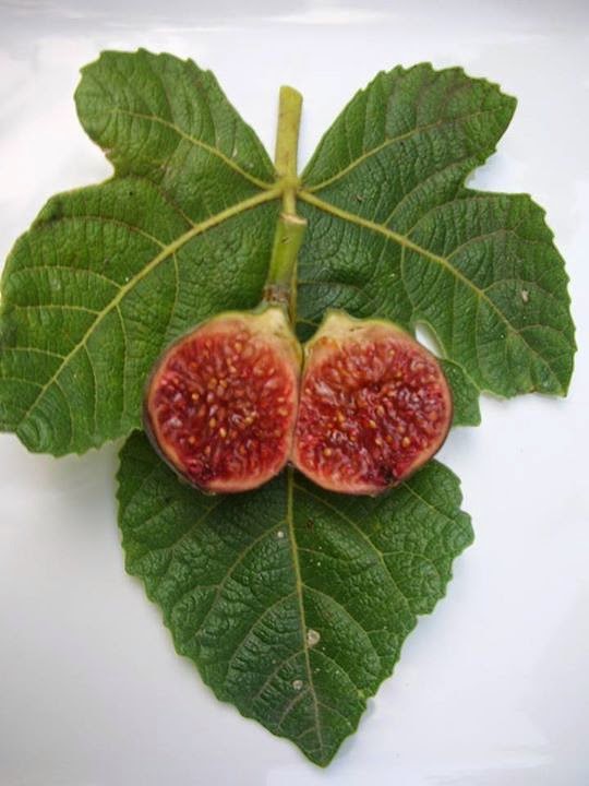 Figs Photo Collection Around the World Figs Blue Celeste