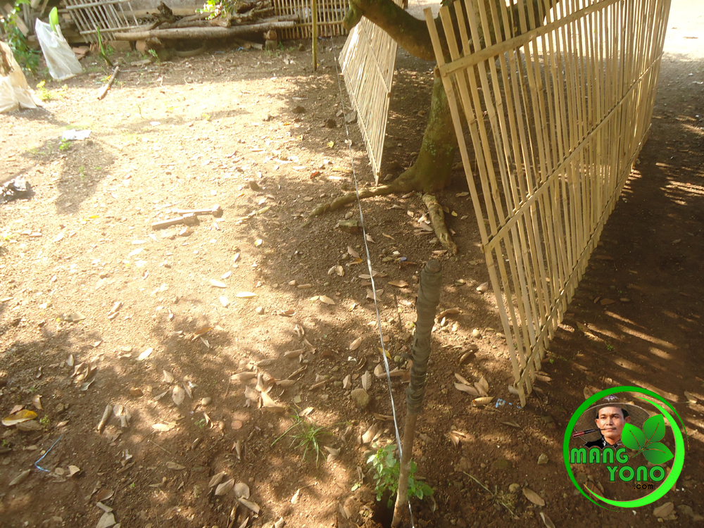 Membuat Pagar  Bambu  di Kebun 