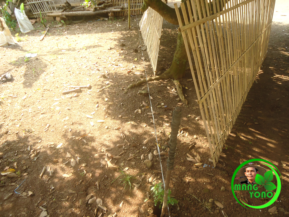 Cara Buat Pagar Kebun Dari Bambu - Pagar Rumah