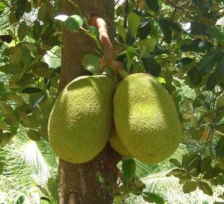 jackfruit.jpg