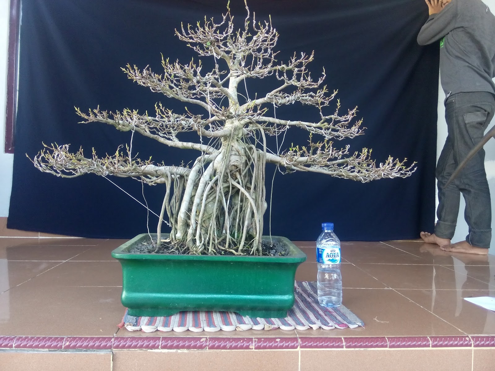 TANAMAN BONSAI BANJARMASIN TANAMAN BONSAI BERINGIN KARET