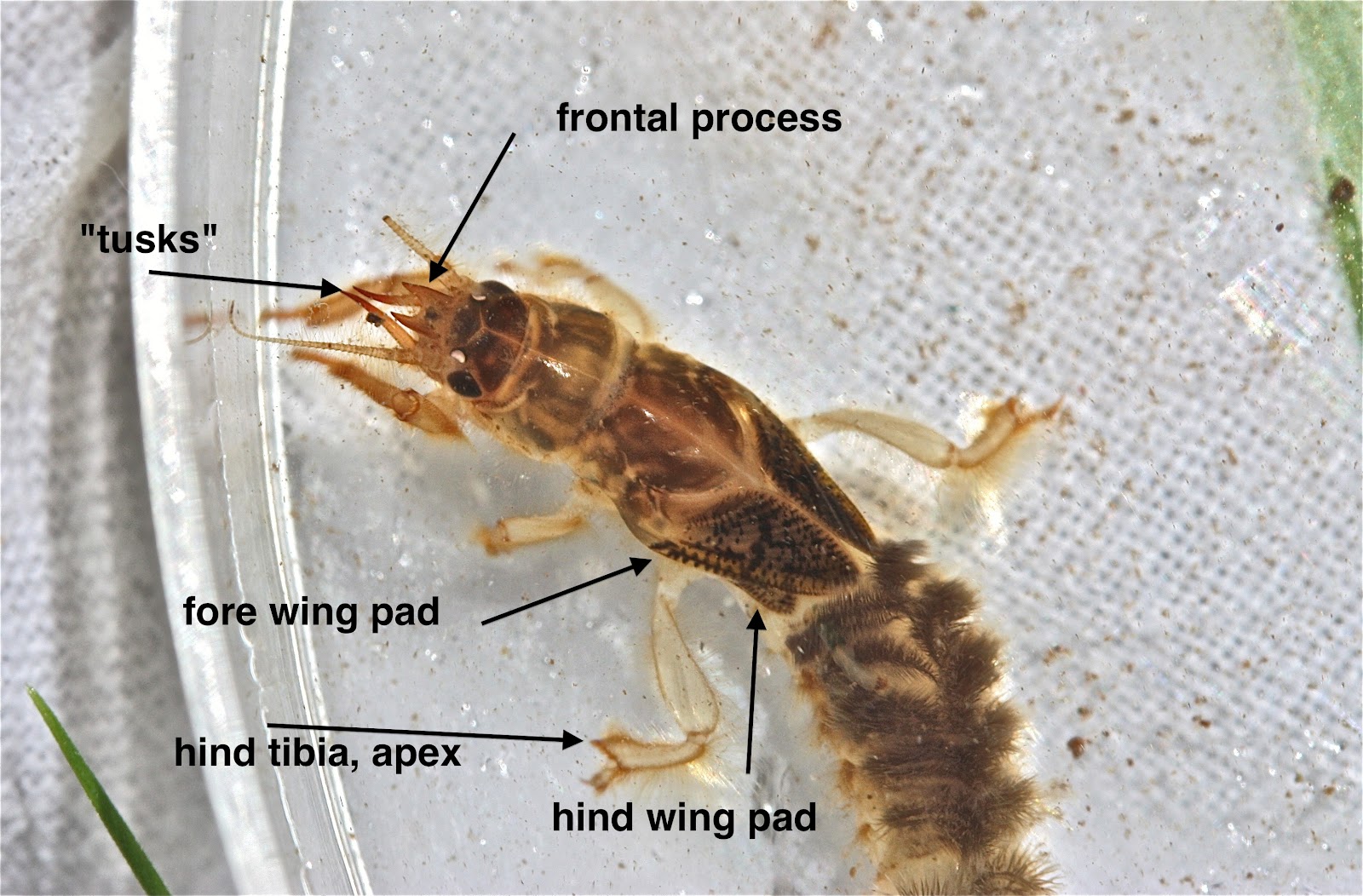 Aquatic Insects of Central Virginia: In the Smallest of Streams, the ...