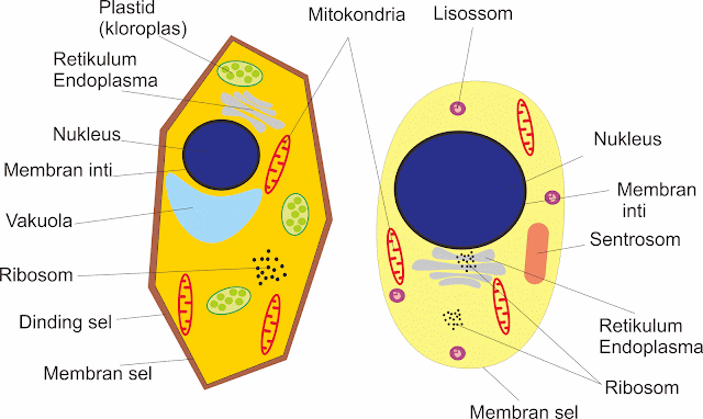 Ilustrasi sel hewan dan sel tumbuhan dalam gambar 2D