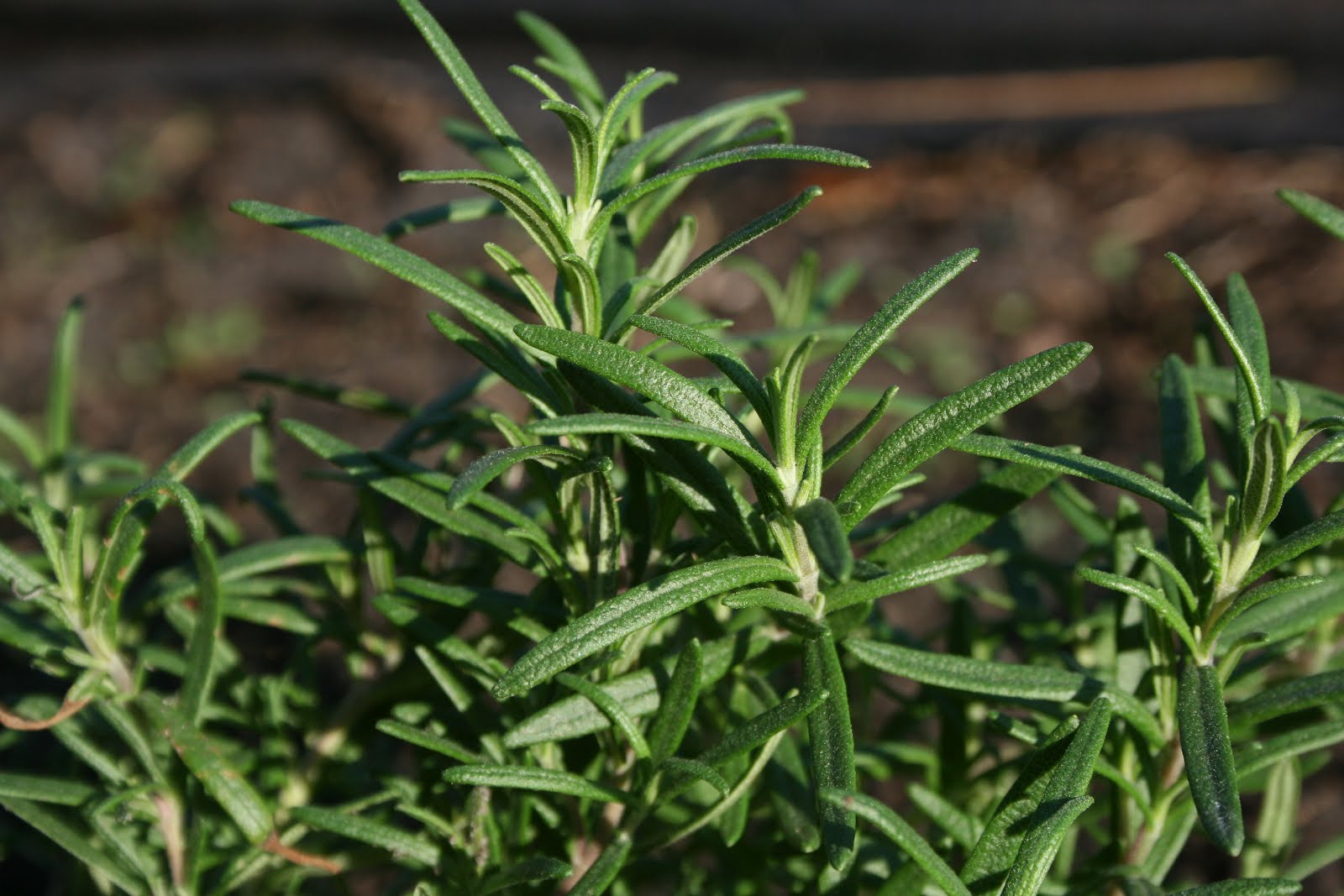 Vriksha Nursery 100 plants you can grow in containers in in mumbai