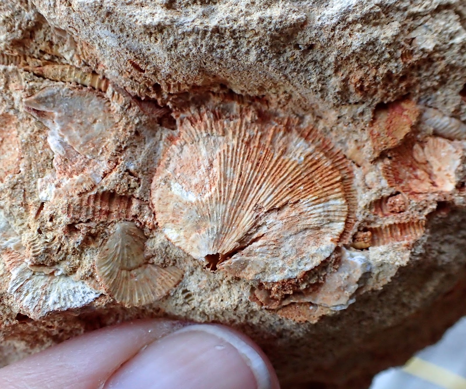 Zookeeper Fossils West Virginia Fossils May Trump Arrowheads