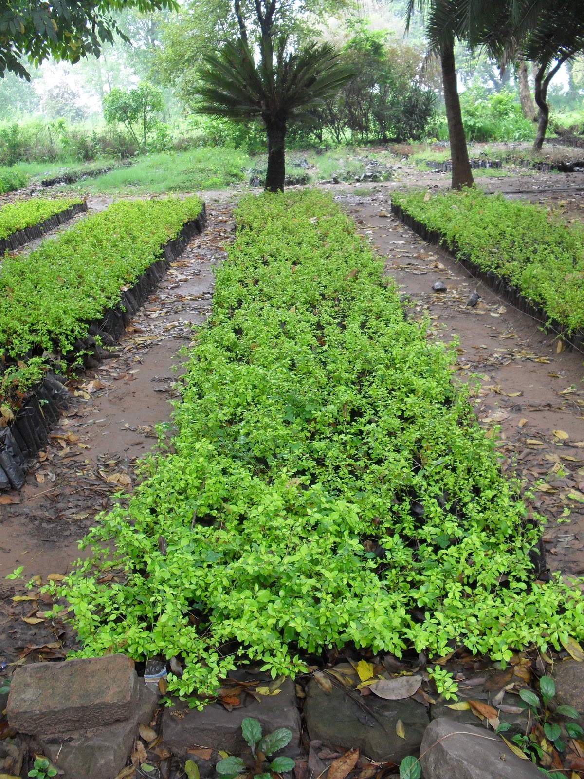 Techniques for Hardening plants General Agriculture