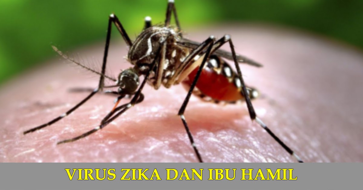 Anakku Sayang APA ITU VIRUS ZIKA?