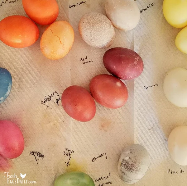 Eggs dyed with vegetable dye