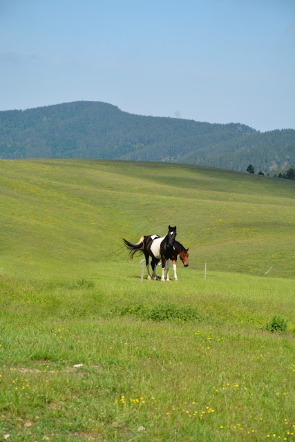 Out & About in Zlatibor