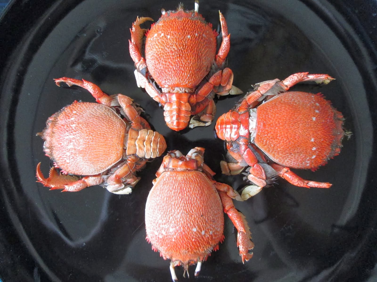 Some Tasty Crab/Shrimp