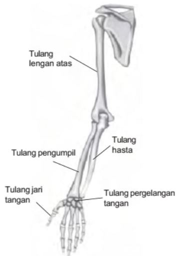 Tulang Jari Kaki Fungsinya Untuk : Tulang tersusun dari sejumlah
