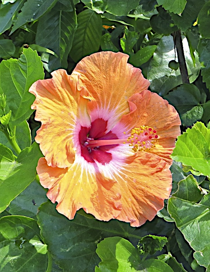 Standing Into Danger Oahu Flowers