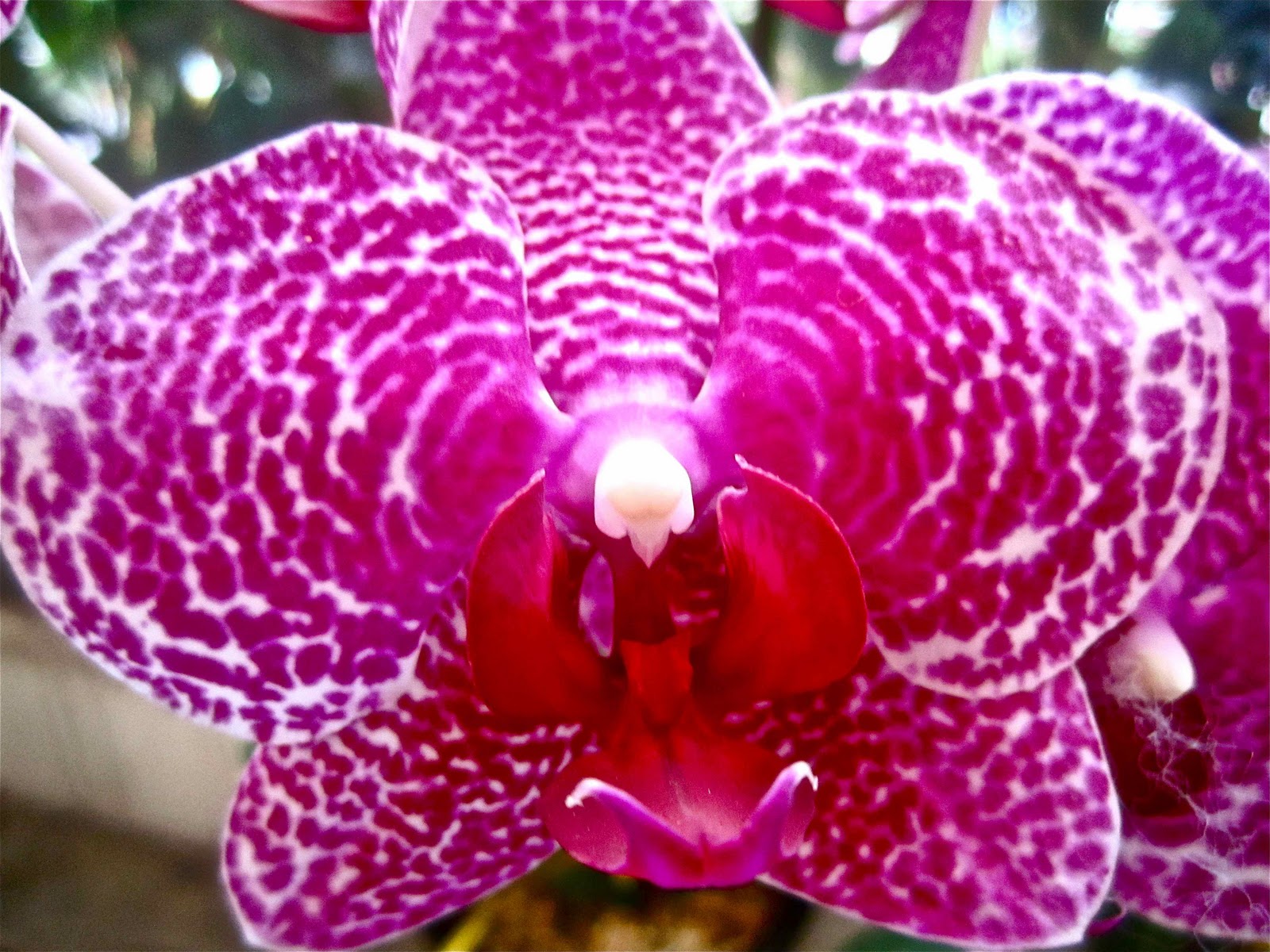 nicnak castle Singapore flower market 2010.