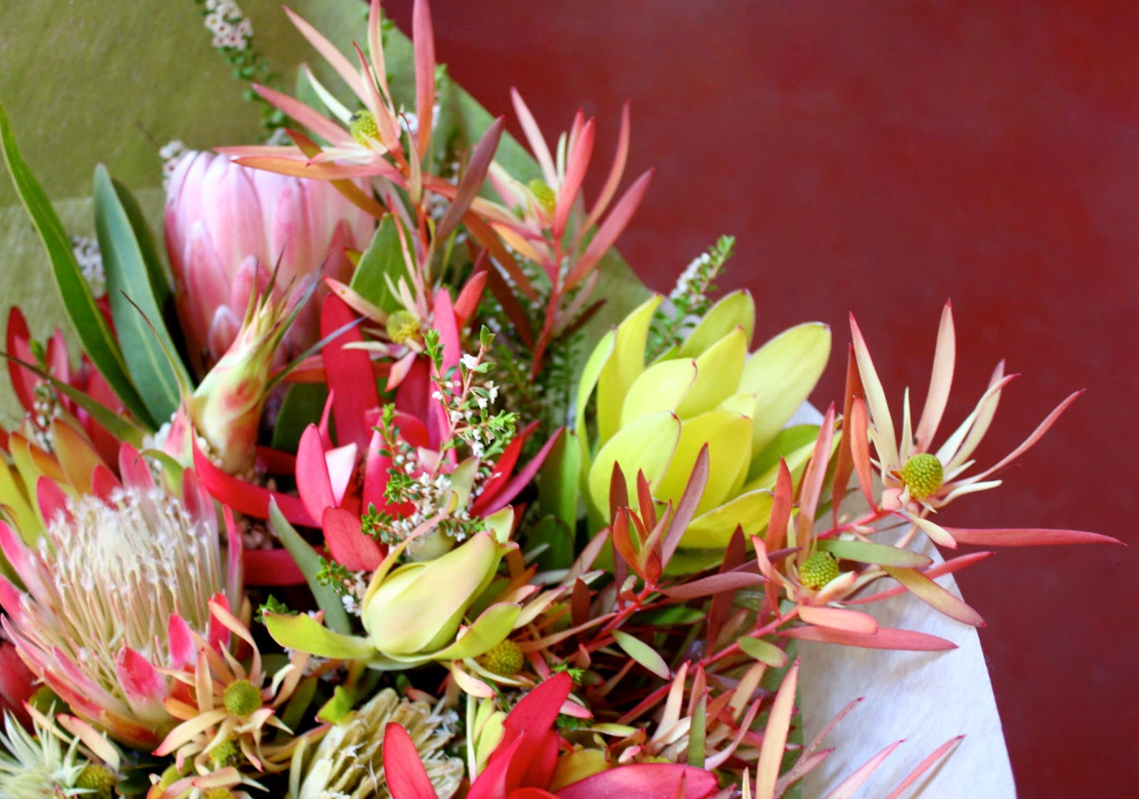 Leucadendron Tall Red.