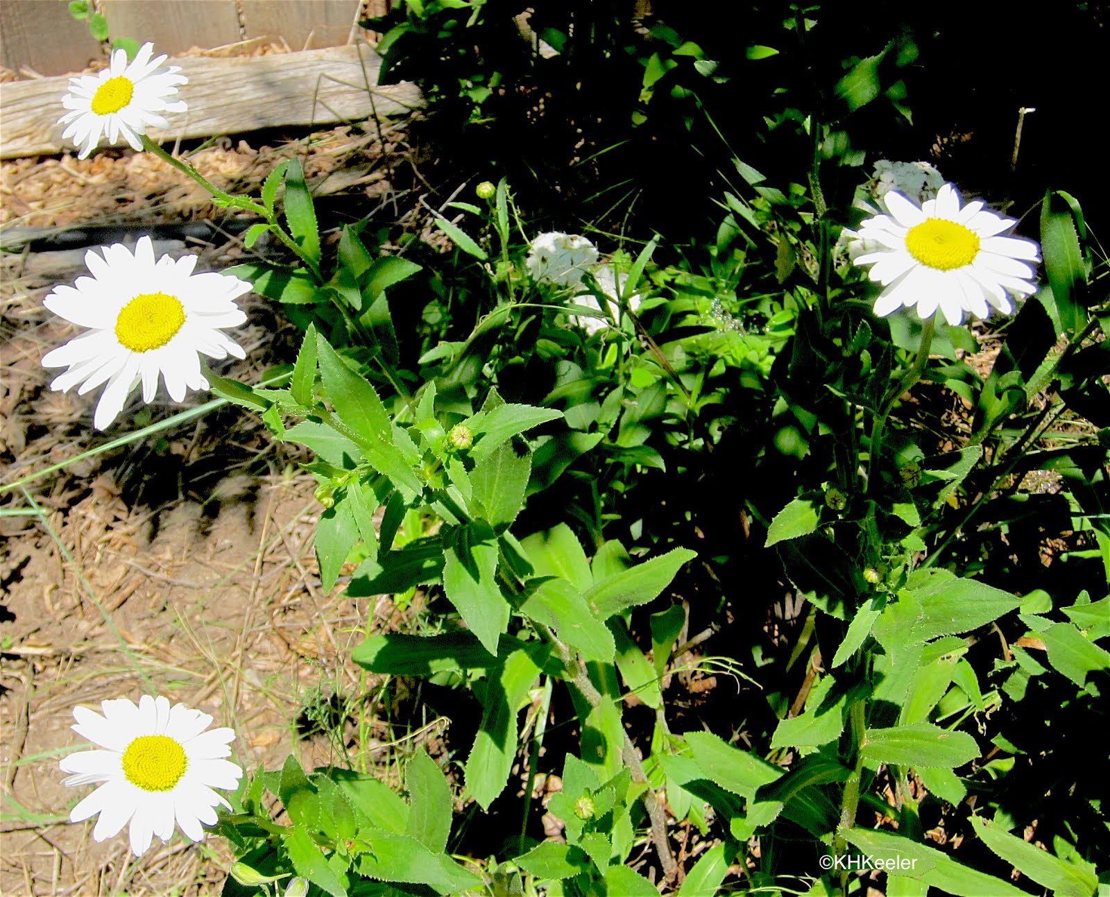 A Wandering Botanist Plant StoryOxEye Daisy, Leucanthemum vulgare,