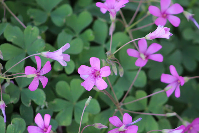 A close up image of Pink Shamrock blossoms