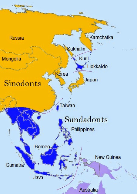 sinodont-sundadont+map.jpg