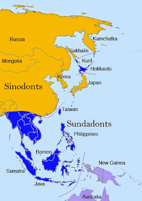 sinodont sundadont map