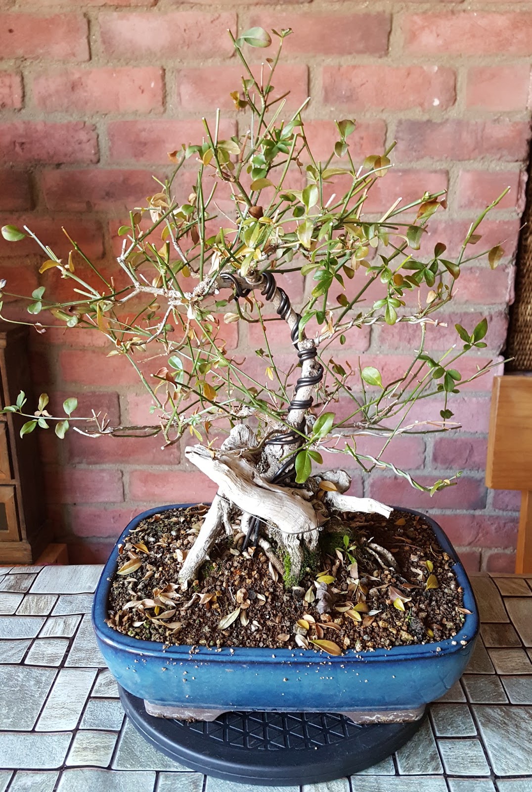 Orea Bonsai Árboles de colección Jazmín de invierno (Jasminum Nudiflorum) nº 1