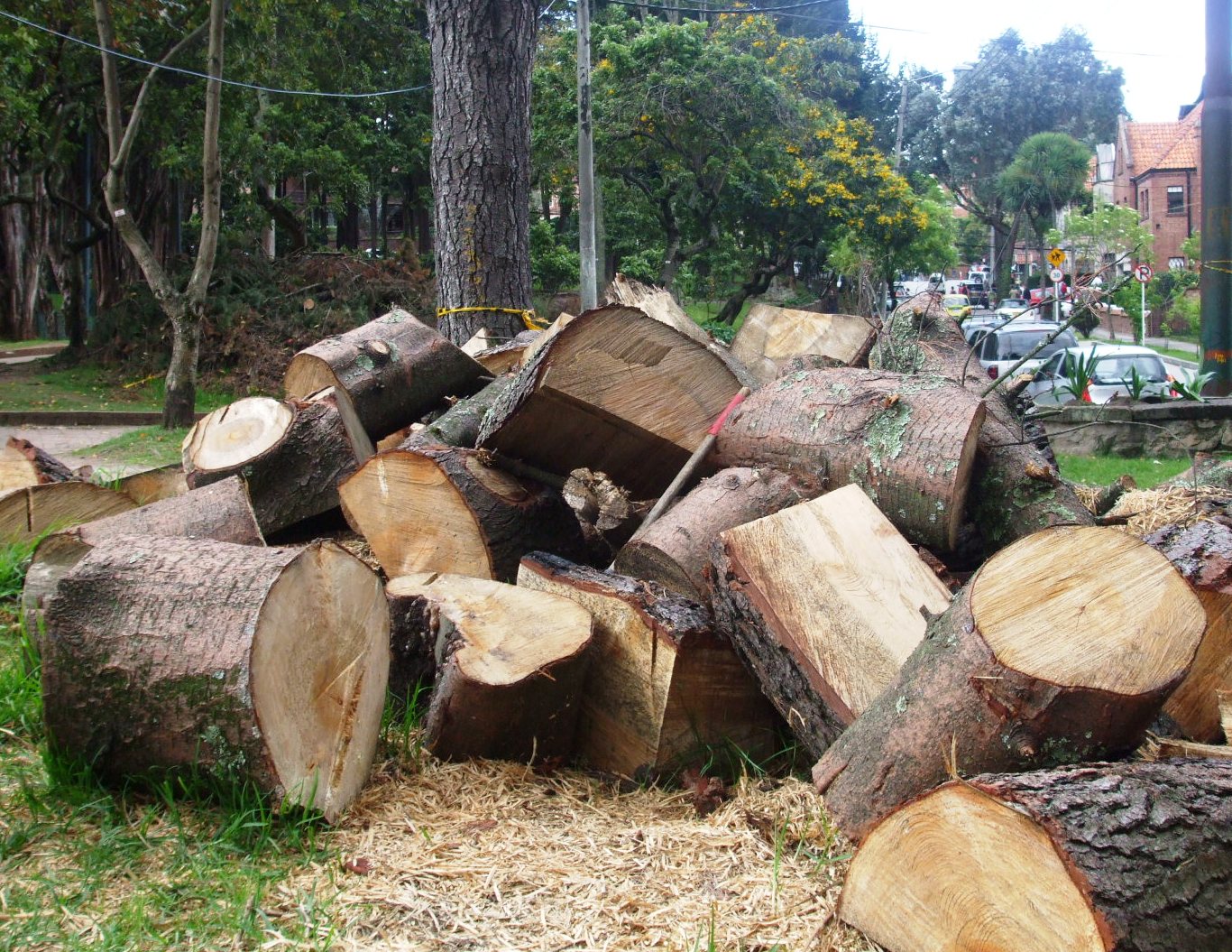 Jeni Blog la tala de arboles....