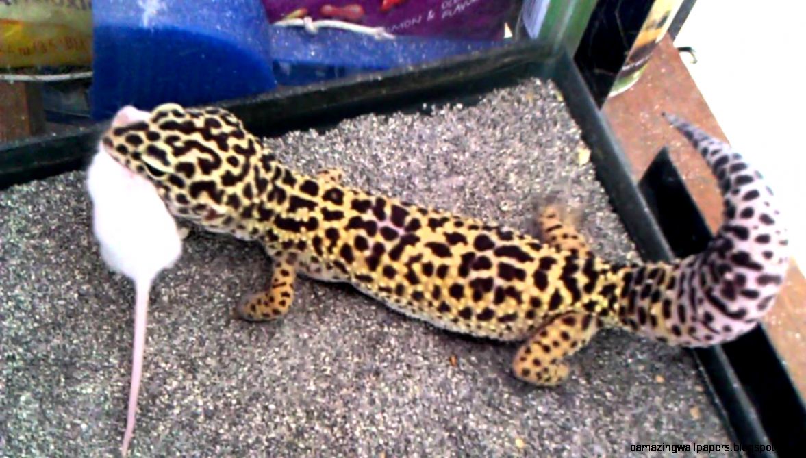 download superworms for leopard geckos download superworms for leopard geckos