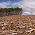 Lotta alla deforestazione: al via i controlli sul legno