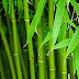 Bambu Jepang Sebagai Tanaman Hias