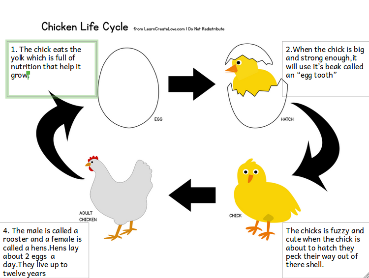 Dartanian: Chicken Life Cycle
