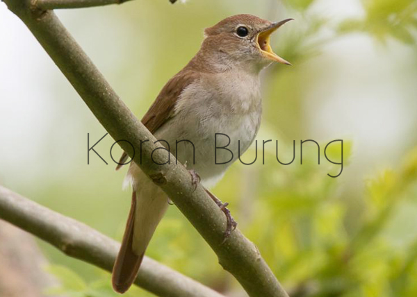 Fakta Sikatan Londo Common Nightingale Si Burung Penyanyi Yang