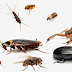 تاويل رؤيه الحشرات :القمل و النمل و العنكبوت و العقرب و الصراصير